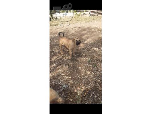 Καθαρόαιμο κανγκαλ xxl